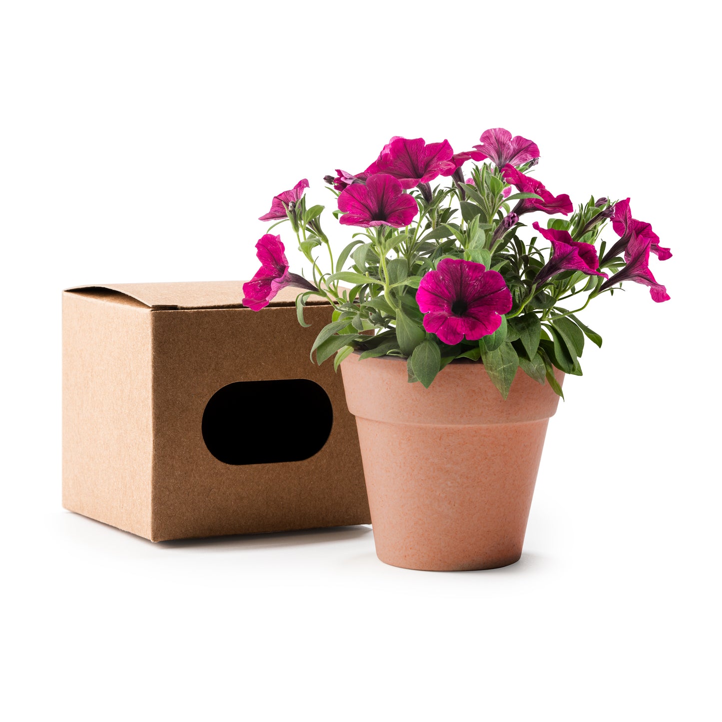 Maceta Biodegradable con Semillas de Petunia · Detalle Personalizado para Comunión